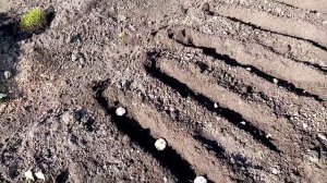 Китайский Чеснок Сажаю под ЗИМУ.  7.10.2021г.