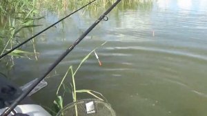 Рыбалка на платном озере, ЛИНЬ, САЗАН, КАРАСЬ