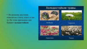 Деление растений на группы биология 7 кл.mp4