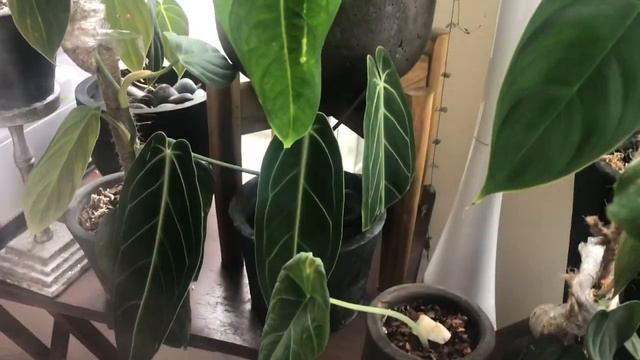 Houseplant Tour 2020 | Rare Plant Collection | All my Tropical Plants Philodendron Anthurium смотреть онлайн
