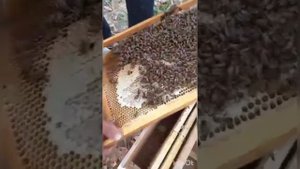 Пчелопакеты Говорухина. Пример формирования пчелопакета.