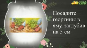 Посадка георгин - как правильно посадить георгины