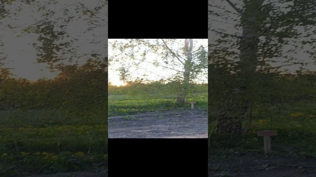 Карточка видео