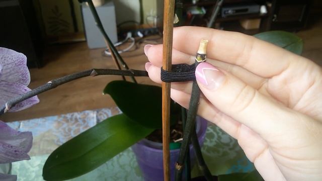 ОРХИДЕЯ отцвела. Как обрезать ЦВЕТОНОС правильно смотреть онлайн