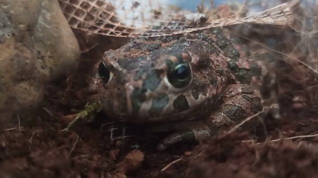 моя домашняя Жабка ( любимый питомец ) // заинтересовалась моей камерой вместо еды смотреть онлайн