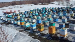 Выставка пчёл  2024