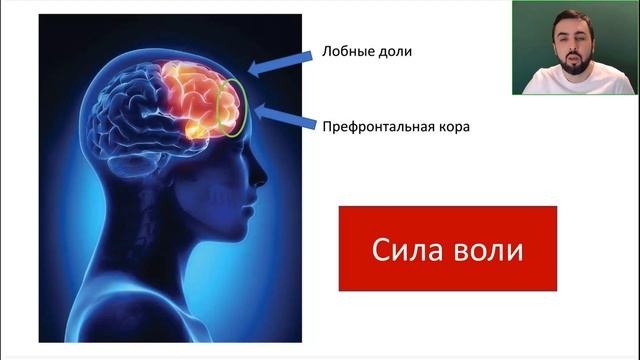 Сила воли что это такое. Фрагмент лекции курса Артёма Сорокина "Правда и Кривда" смотреть онлайн