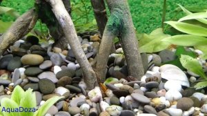 Почему рыбки плавают на поверхности аквариума?