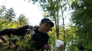 посадка черемши