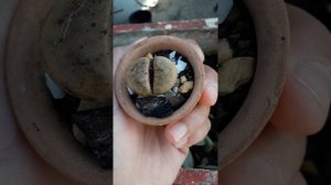 Salvei meu lithops com própolis