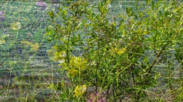 Карелия смотреть онлайн