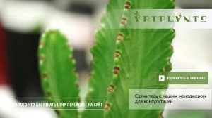 САНСЕВИЕРИЯ ЦИЛИНДРИКА