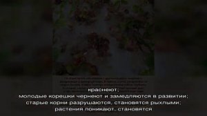 Как обнаружить и лечить вертициллезное увядание клубники — одну из самых опасных болезней культуры