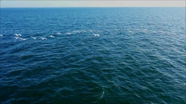 Над лебединой стаей: удивительное видео перелётных птиц снял сахалинец смотреть онлайн