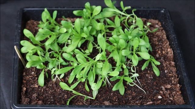 How to Grow Dianthus (Pinks) from Seed смотреть онлайн