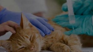 Усыпить кошку: варианты в домашних условиях и без ветеринара