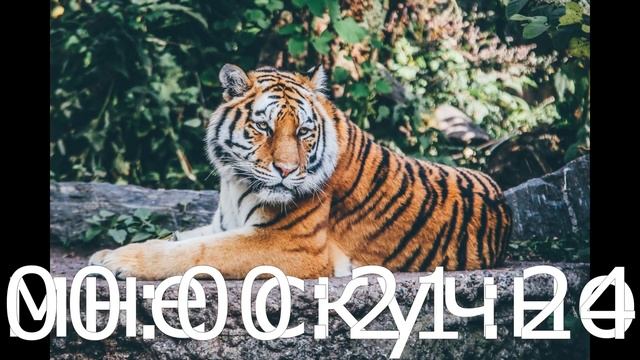 домашние животное Восстановлено смотреть онлайн