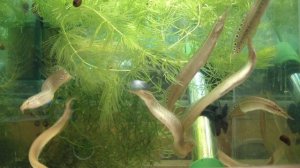 Макрогнатус глазчатый.Что за рыбка? Условия содержания. Нюансы.