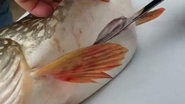 Сюрприз в желудке щуки смотреть онлайн