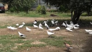 Бакинские и иранские голуби Мехмана в Ленкорани!