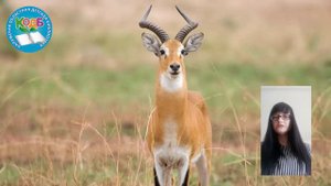 Как видят антилопы