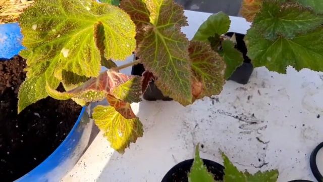 Белые пятна на листьях Бегонии. Что это? смотреть онлайн