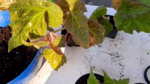 Белые пятна на листьях Бегонии. Что это?