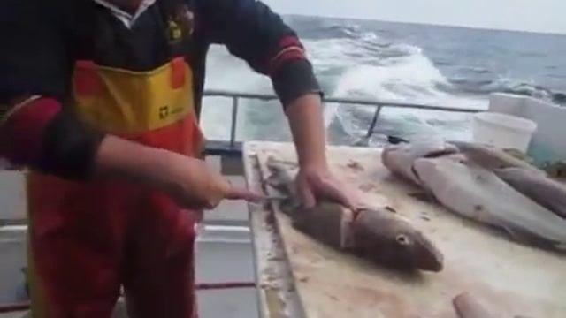 Разделка рыбы  Разделка трески на катере