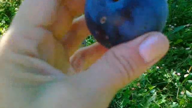 Слива Анна Шпет от питомника Кутепово. смотреть онлайн