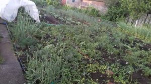 Ах лето , лето