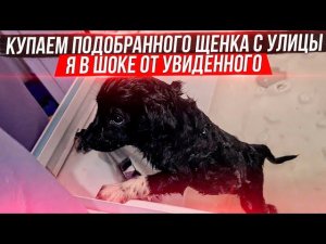 Это ЖЕСТЬ. сколько БЛОХ и КЛЕЩЕЙ сьедали выкинутого щенка. Ко мне едет опять поломанный пес.