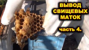 Вывод свищевых маток. Вырезаю маточники. часть 4.
