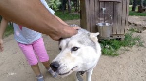 Хаски в Чукавино! Дом Хаски!