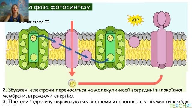 Фотосинтез. Хемосинтез.Подготовка к ЕГЭ по биологии 2022 смотреть онлайн