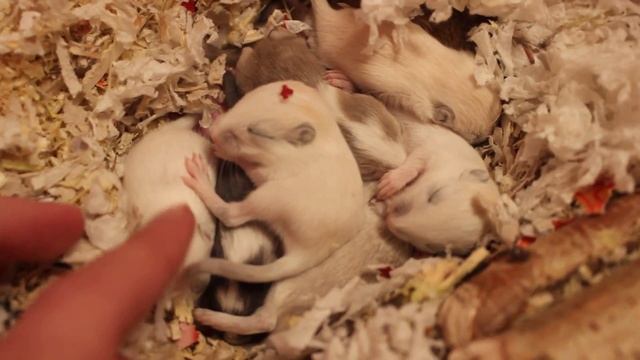 Монгольские песчанки.