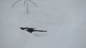 сорока зимой