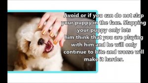 Puppy Biting Factors to Be Considered When Trying to Stop the Biting Habit