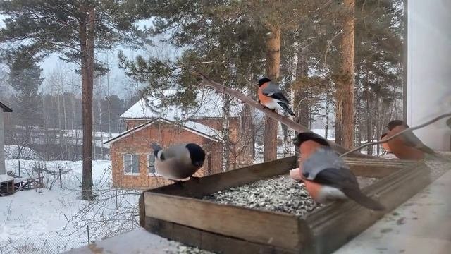 Наблюдение скрытой камерой, онлайн трансляция с кормушки 15.02.2022, утро