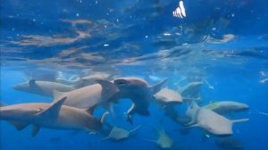 SHARK IN THE MALDIVES (АКУЛЫ НА МАЛЬДИВАХ)