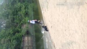 Клип про скотч терьеров?