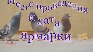 Предстоящая ярмарка голубей в г.Ступино