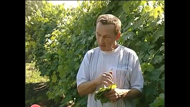 Болезни винограда - антракноз