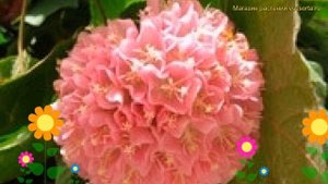Калина обыкновенная Розеум. Краткий обзор, описание характеристик viburnum opulus Roseum
