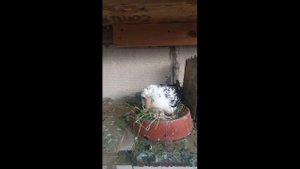 Как голубка кормит птенцов!!!