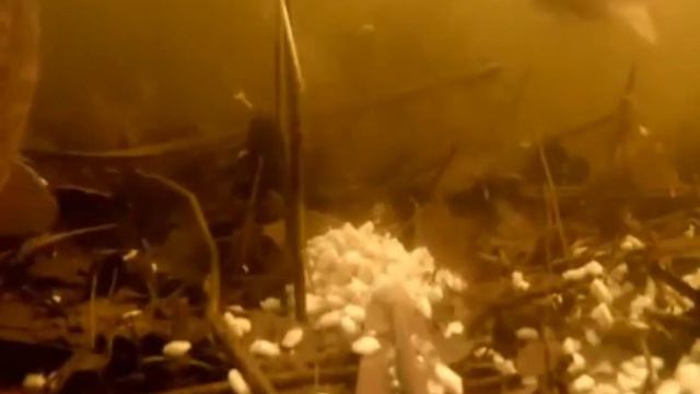 Реакция рыбы на чесночную перловку в диком водоёме.рыбалка 2021 смотреть онлайн