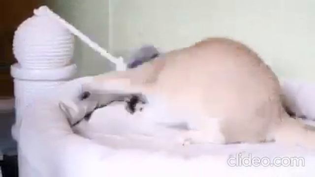 Британский золотой котенок, мальчик