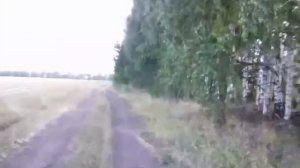 Как правильно собирать зерно в полях, бесплатно.