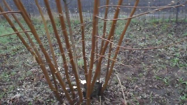 Омолаживающая обрезка старого куста фундука