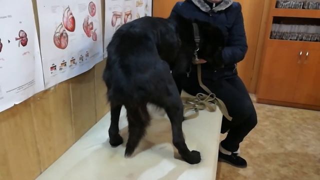 УКУС КЛЕЩА ЗИМОЙ//ПИРОПЛАЗМОЗ смотреть онлайн