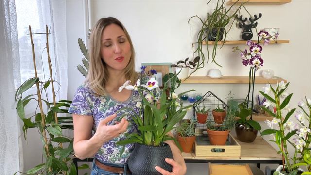 🌸 FAIRE REFLEURIR UNE ORCHIDÉE MILTONIA (MILTONIOPSIS) смотреть онлайн